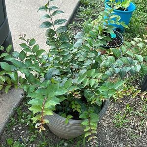Crape Myrtle (Lagerstroemia)